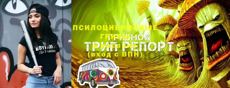 Псилоцибиновые грибы MAGIC MUSHROOMS  Алагир 